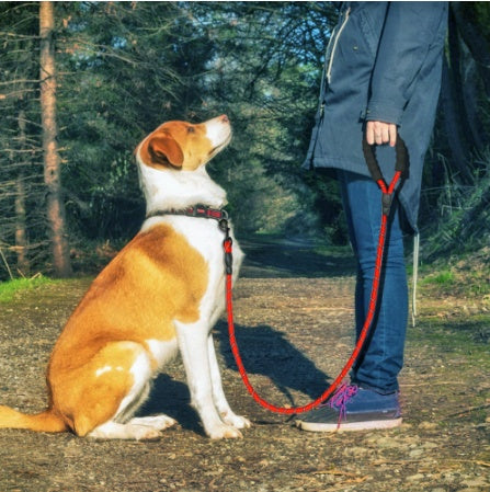 PetCarePlusShop®|Reflective Nylon Dog Leash for Small to Large Dogs